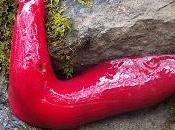 Extraña babosa color rosa