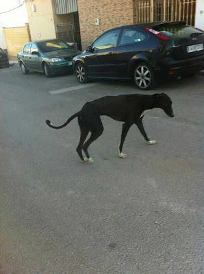 GALGO EN LA CALLE! LA SEMANA QUE VIENE SE LO LLEVA LA PERRERA!