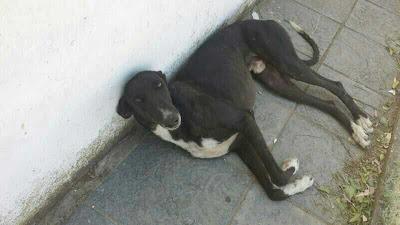 GALGO EN LA CALLE! LA SEMANA QUE VIENE SE LO LLEVA LA PERRERA!