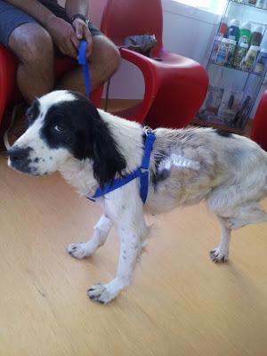 Kelly, perrita con bulto enorme y desnutrida en la carretera de Sevilla!