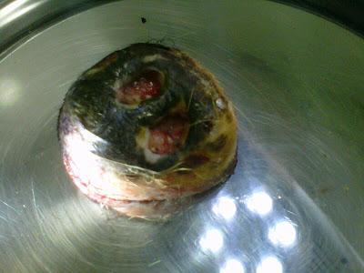 Kelly, perrita con bulto enorme y desnutrida en la carretera de Sevilla!