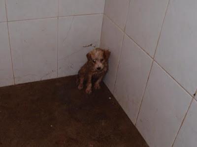 LA PERRERA DE GESSER REBOSANTE DE CACHORROS. AYUDA PARA SALVARLOS!! (JEREZ DELA FRONTERA)