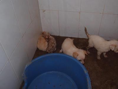 LA PERRERA DE GESSER REBOSANTE DE CACHORROS. AYUDA PARA SALVARLOS!! (JEREZ DELA FRONTERA)