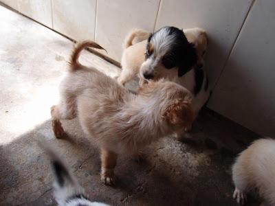LA PERRERA DE GESSER REBOSANTE DE CACHORROS. AYUDA PARA SALVARLOS!! (JEREZ DELA FRONTERA)