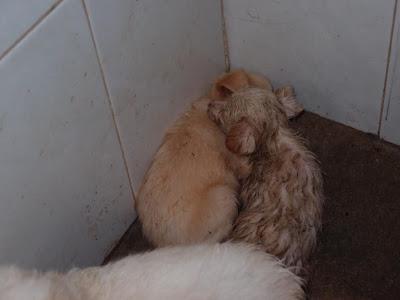LA PERRERA DE GESSER REBOSANTE DE CACHORROS. AYUDA PARA SALVARLOS!! (JEREZ DELA FRONTERA)