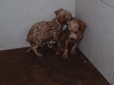 LA PERRERA DE GESSER REBOSANTE DE CACHORROS. AYUDA PARA SALVARLOS!! (JEREZ DELA FRONTERA)
