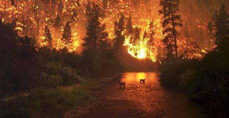 Desgraciada actualidad del verano, los incendios forestales