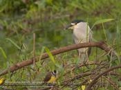 Garza bruja (Black crowned night heron) Nycticorax nycticorax