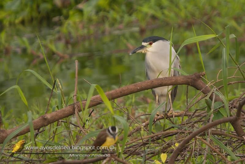 Garza bruja (Black crowned night heron) Nycticorax nycticorax
