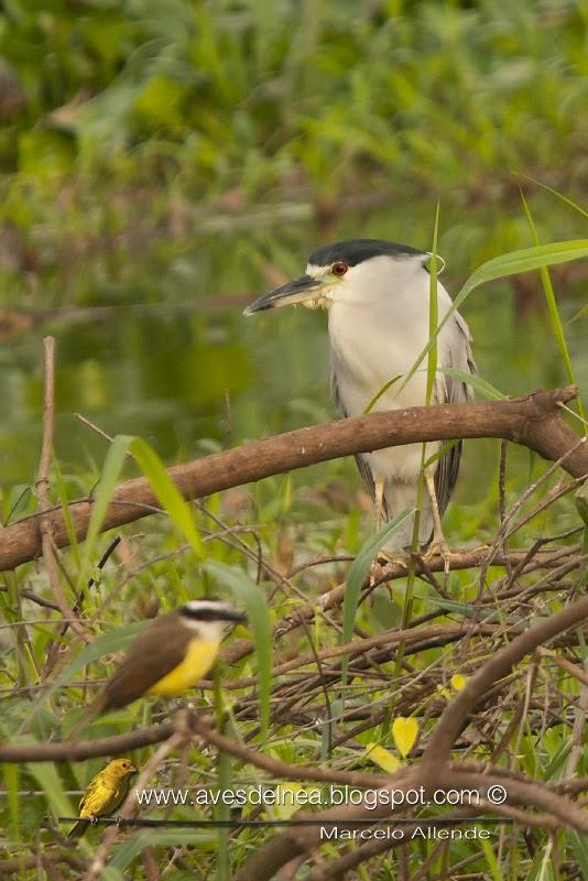 Garza bruja (Black crowned night heron) Nycticorax nycticorax
