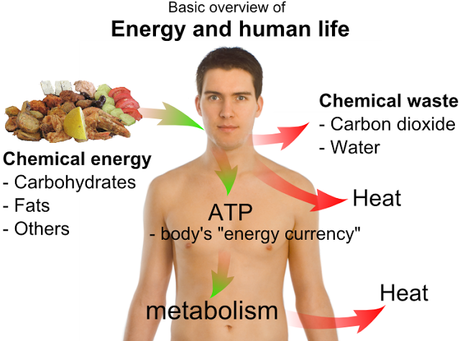 Organización y la importancia del oxigeno Porque la respiración celular aeróbica recibe tal nombre