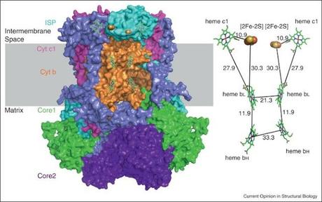 Complejos de hierro y azufre