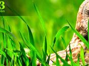 Concurso FotoAves 2013, SEO/BirdLife (España)