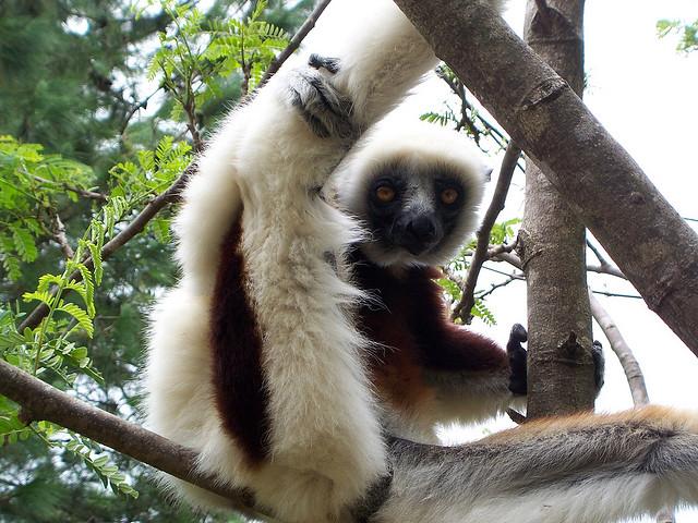 Friday Pic: Madagascar