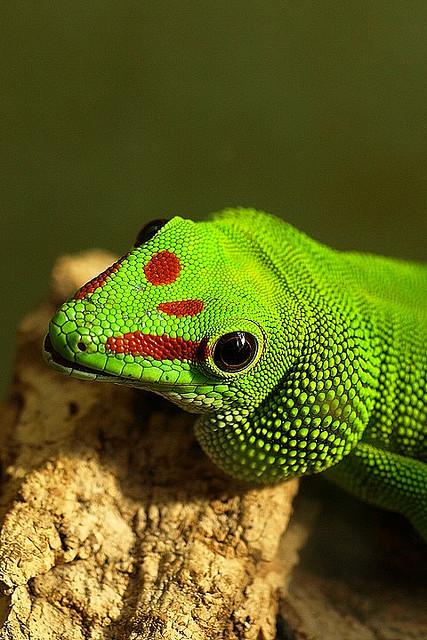 Friday Pic: Madagascar