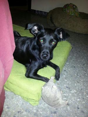 KEKA, SU PLENA FELICIDAD DESPUÉS DE SER CRUELMENTE MALTRATADA.