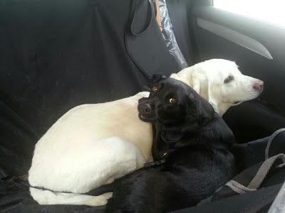 KEKA, SU PLENA FELICIDAD DESPUÉS DE SER CRUELMENTE MALTRATADA.