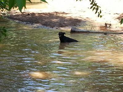 KEKA, SU PLENA FELICIDAD DESPUÉS DE SER CRUELMENTE MALTRATADA.