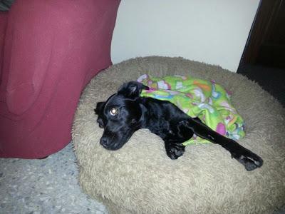 KEKA, SU PLENA FELICIDAD DESPUÉS DE SER CRUELMENTE MALTRATADA.