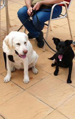 KEKA, SU PLENA FELICIDAD DESPUÉS DE SER CRUELMENTE MALTRATADA.