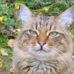 colitis en los gatos