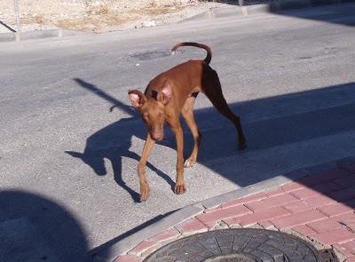 TOM y JERRY, perritos abandonados ACOGIDA O ADOPCIÓN URGENTE! (MURCIA)‏