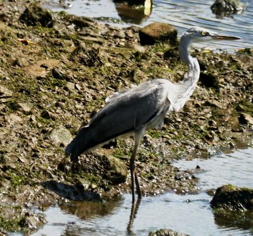 Garza real en Maqua