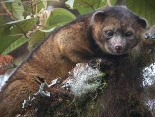 olinguito