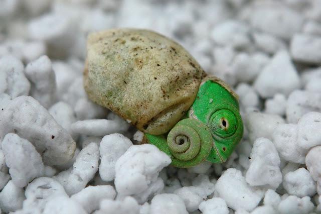 La primera mirada al mundo de un león de tierra