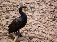 Viajar a China. Qué visitar en Yangshuo