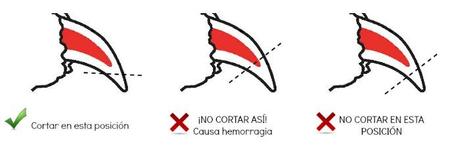 Cómo cortar las uñas a un perro de forma segura cómo cortar las uñas al perro