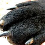 Cómo cortar las uñas a un perro de forma segura cómo cortar las uñas a un perro