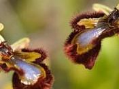 Espejo Venus (Ophrys speculum)