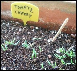 brotes tomates