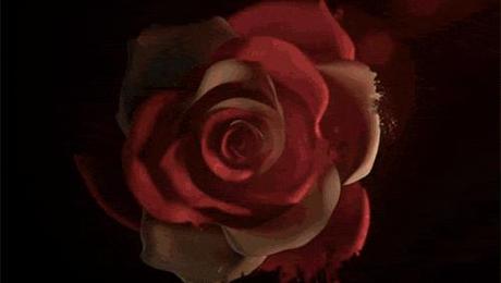 Noticias frescas...¡Desde Hogwywood!