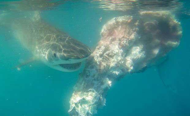 tiburón se alimenta del cadáver de una ballena