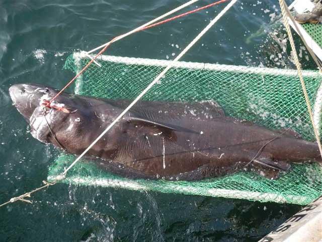 tiburón de Groenlandia capturado en el Golfo de México