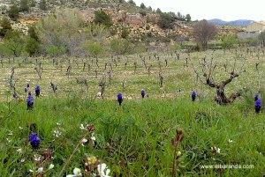 Tempranillo y CS. Parcela de El Molino