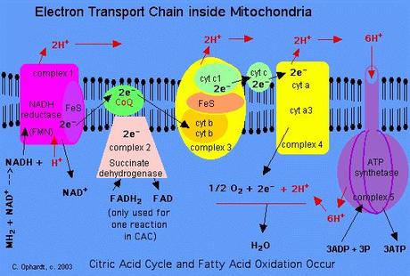 Los complejos de transporte de electrones