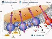 Resumen cadena transporte electrones