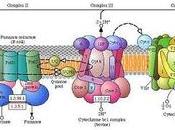 Diferentes versiones cadena transporte electrones