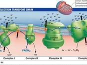 Sitios acoplamiento cadena transporte electrones