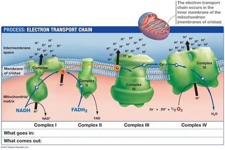 Sitios de acoplamiento y la cadena de transporte de electrones