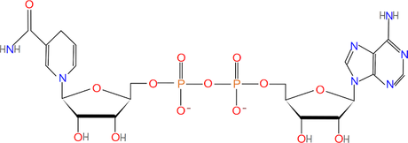 NADH, FADH2 y la cadena de transporte de electrones