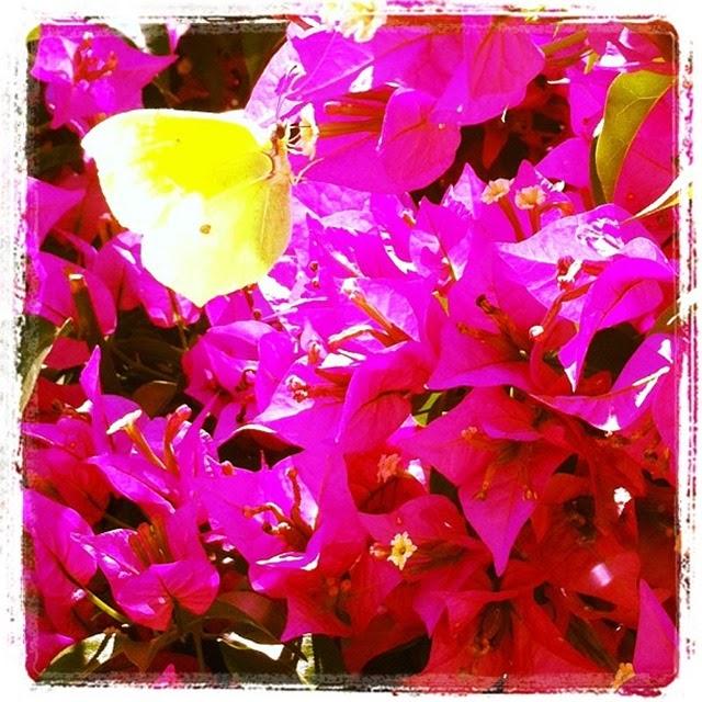 BUTTERFLIES EVERYWHERE