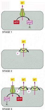 Evolución de la cadena de transporte de electrones