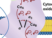 Complejo citocromo oxidasa
