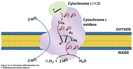 Complejo IV o citocromo c oxidasa