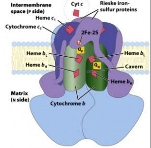Complejo IV o citocromo c oxidasa