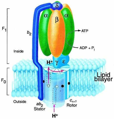 Síntesis de ATP por parte de la mitocondria